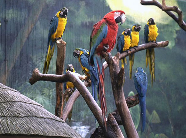 Parc ornithologique de Jurong (Singapour) Img00012