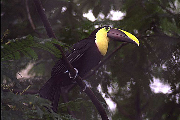 Parc ornithologique de Jurong (Singapour) Img00811