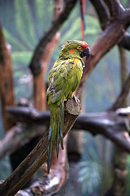 Parc ornithologique de Jurong (Singapour) Img00910