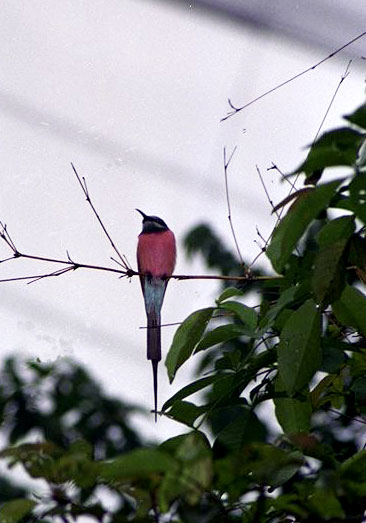 Parc ornithologique de Jurong (Singapour) Img00913