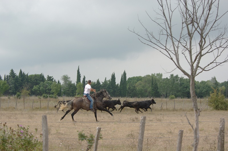 Camargue - Page 2 Imgp5213