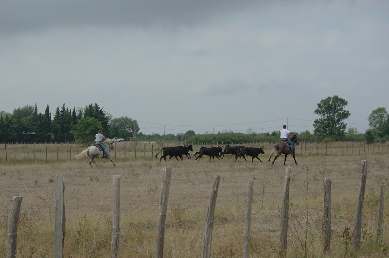 Camargue - Page 2 Imgp5214