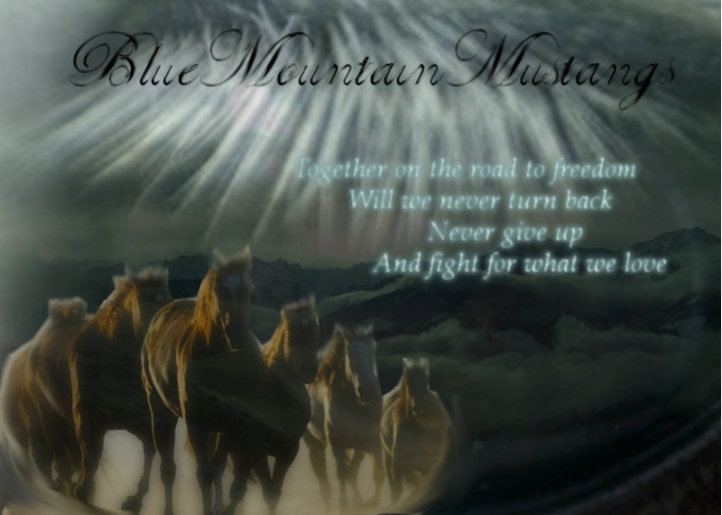BlueMountainMustangs [Pferde] Banner10