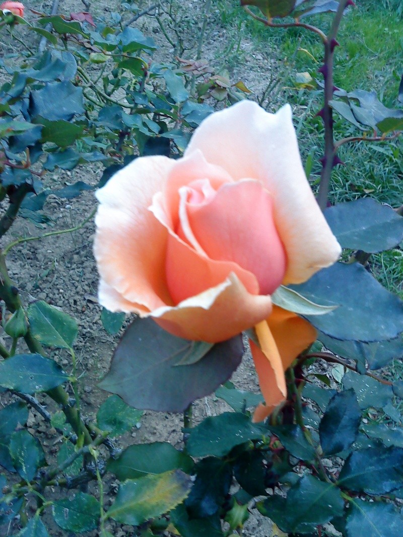 le royaume des rosiers...Vive la Rose ! Abcd0011