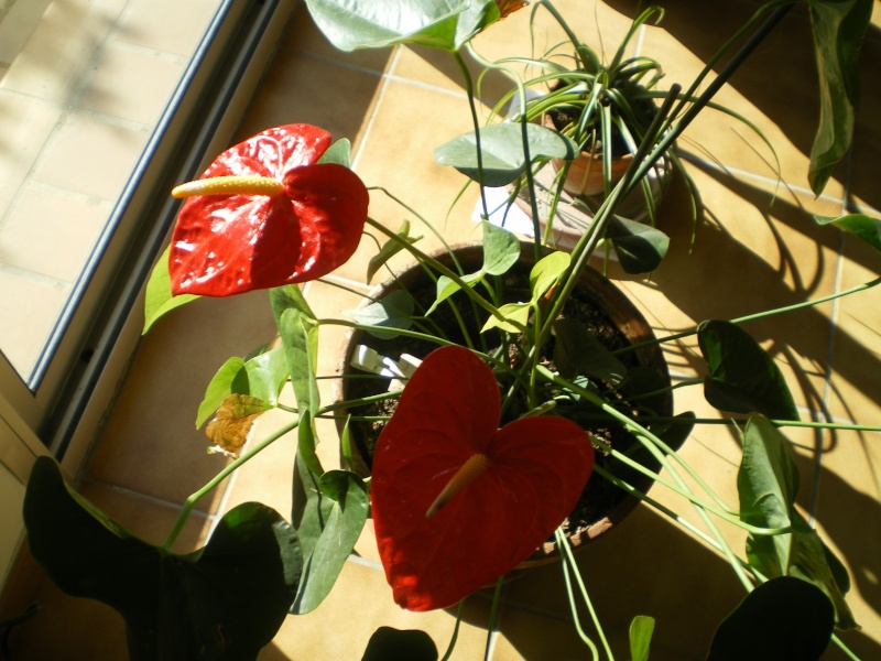 Anthurium qui a trouvé sa place Imgp3219