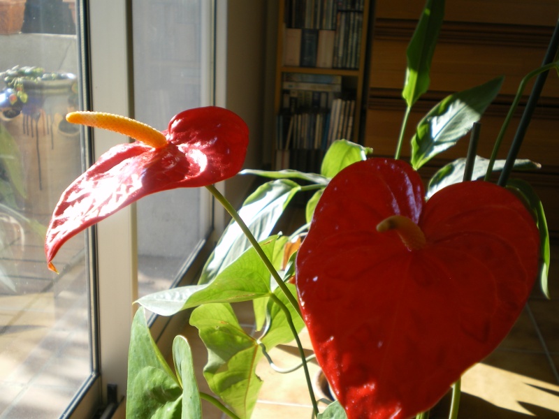 Anthurium qui a trouvé sa place Imgp3220