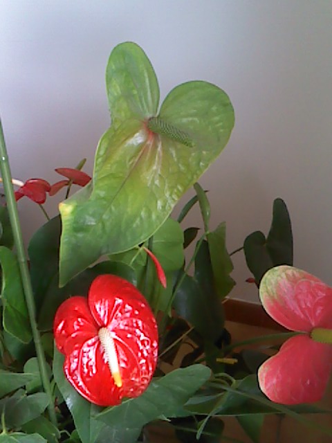 Anthurium qui a trouvé sa place Le_22_11