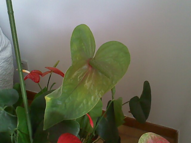 Anthurium qui a trouvé sa place Le_22_12