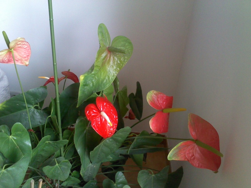 Anthurium qui a trouvé sa place Le_22_13