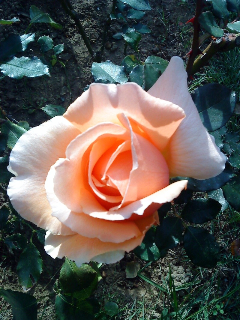 le royaume des rosiers...Vive la Rose ! Roses_10