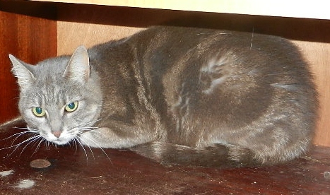 * CELESTE, européenne gris tabby, 5 ans - F Calest10