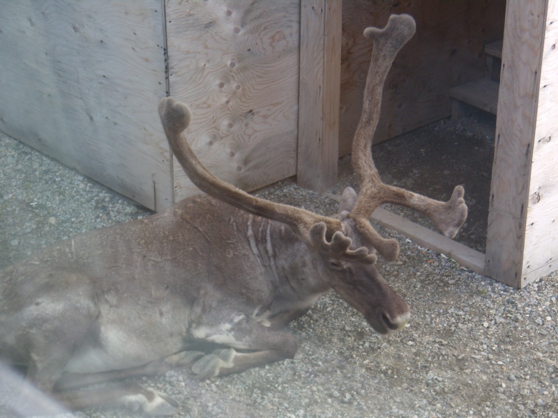 Caribou du grand nord en pleine chaleur d'été!!! - Page 2 P8050012