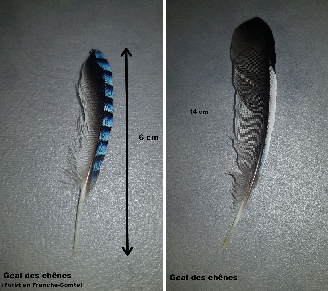 Identification de nombreuses plumes Sans_t14