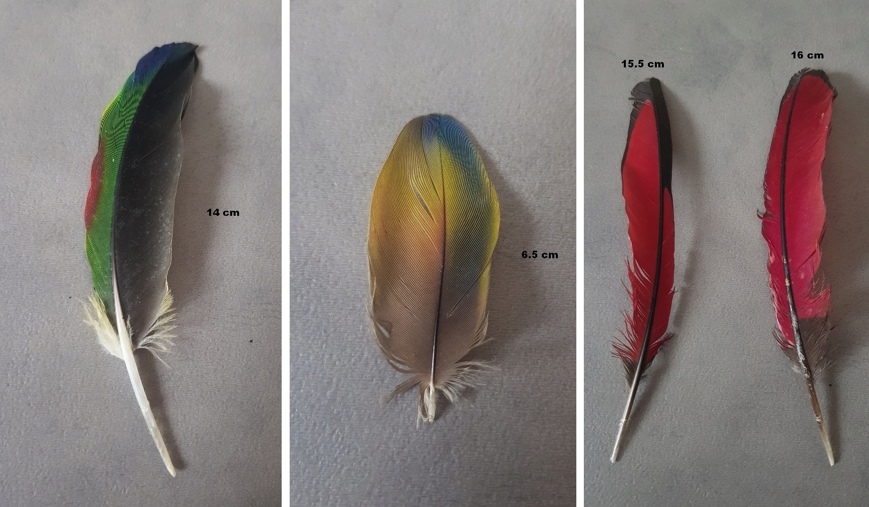 Identification de nombreuses plumes Sans_t18