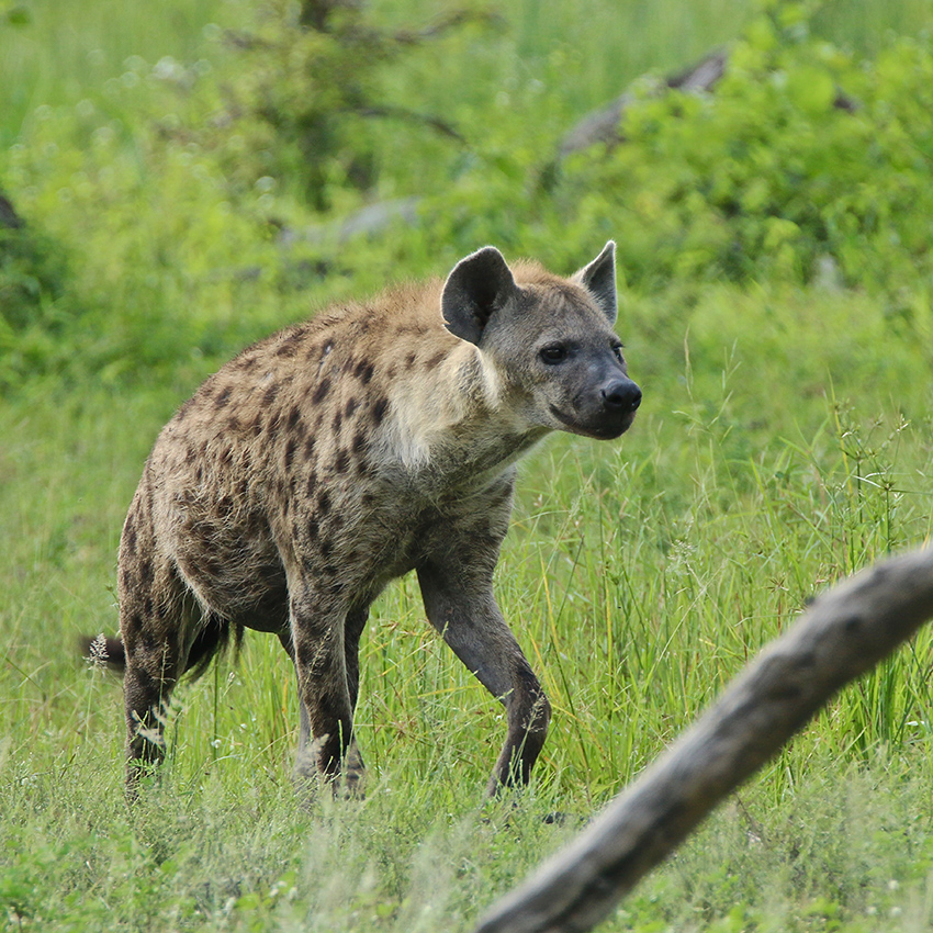 --- SAFARI Photo dans le sud de la TANZANIE - Février 2020 --- - Page 5 Img_0378