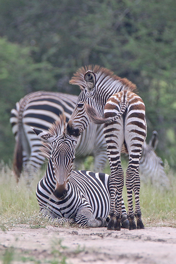 --- SAFARI Photo dans le sud de la TANZANIE - Février 2020 --- - Page 12 Img_0677