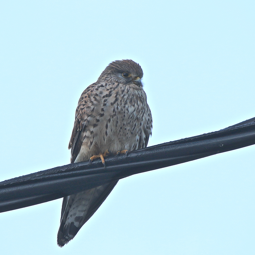 Oiseaux et Nature en Corse . - Page 4 Img_1965