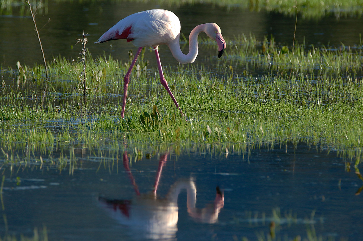 Oiseaux et Nature en Corse . - Page 4 Img_2071