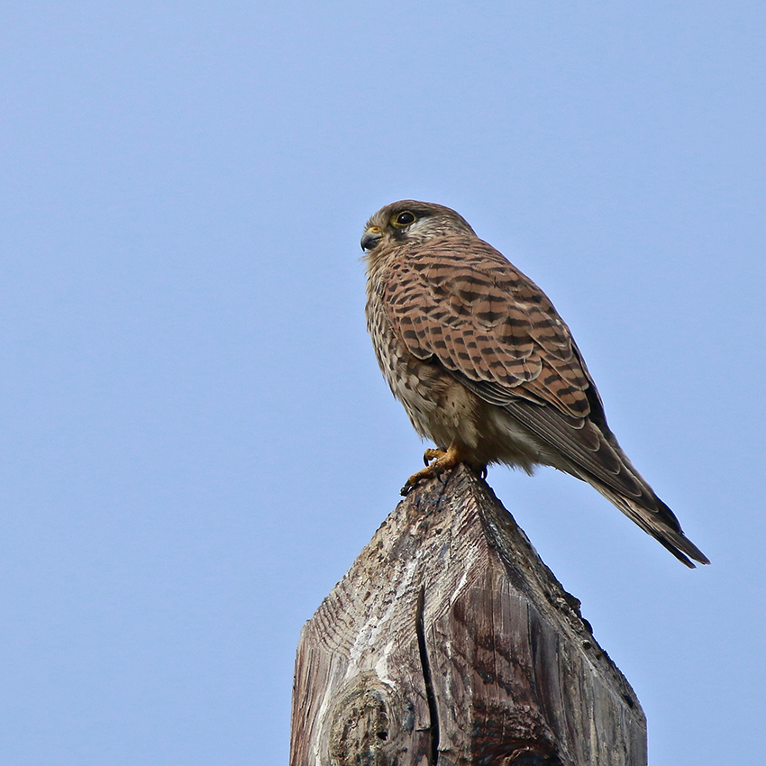 Oiseaux et Nature en Corse . - Page 4 Img_2382