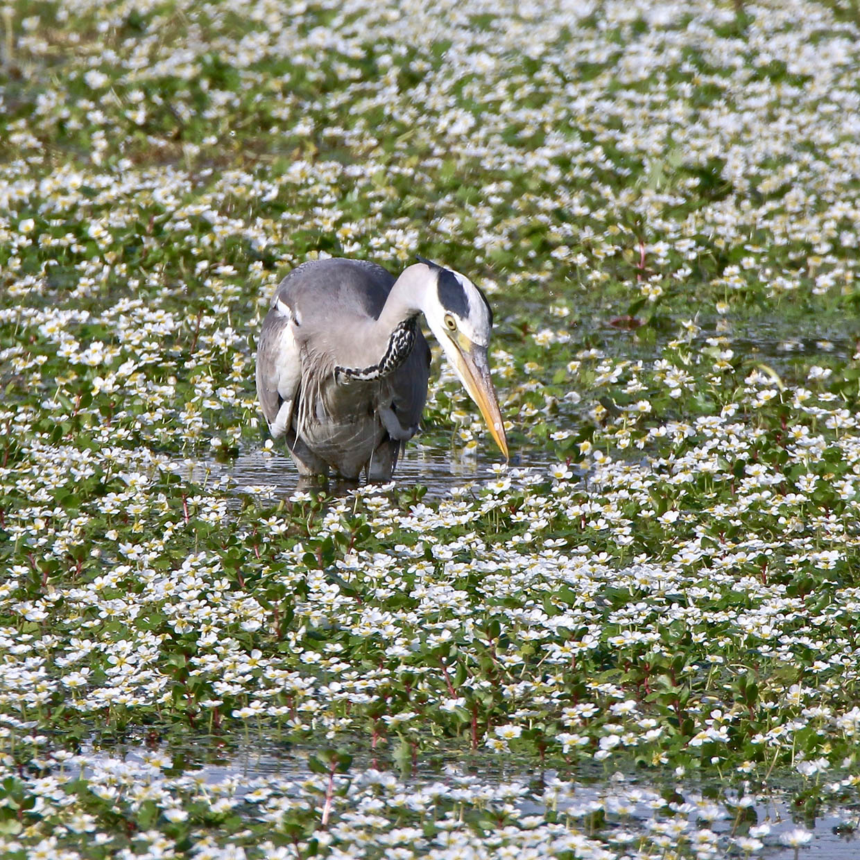 Oiseaux et Nature en Corse . - Page 5 Img_2583