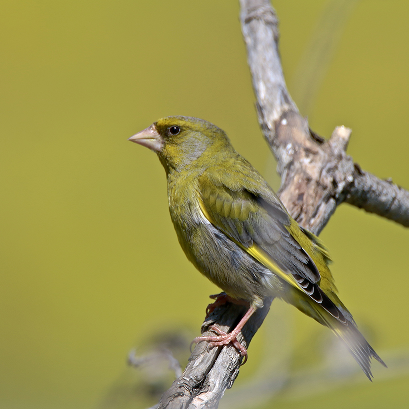 Oiseaux et Nature en Corse . - Page 6 Img_2695