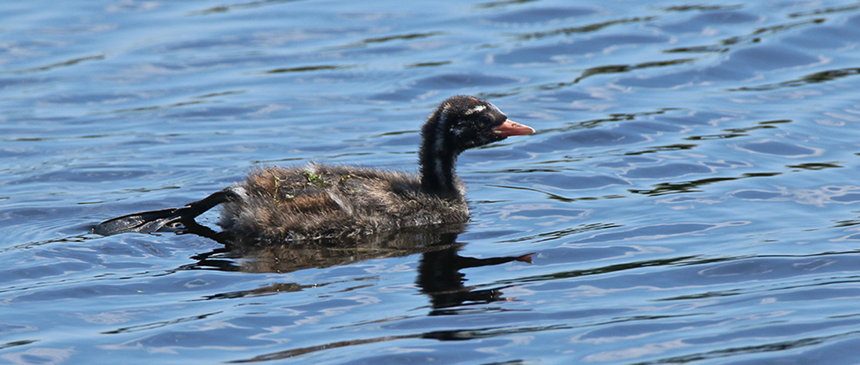 Oiseaux et Nature en Corse . - Page 6 Img_2872