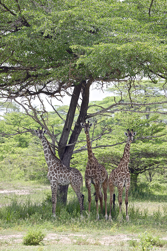 --- SAFARI Photo dans le sud de la TANZANIE - Février 2020 --- - Page 12 Img_3632