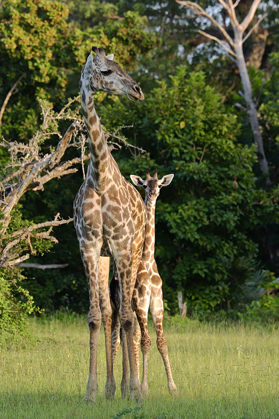 --- SAFARI Photo dans le sud de la TANZANIE - Février 2020 --- - Page 14 Img_3718