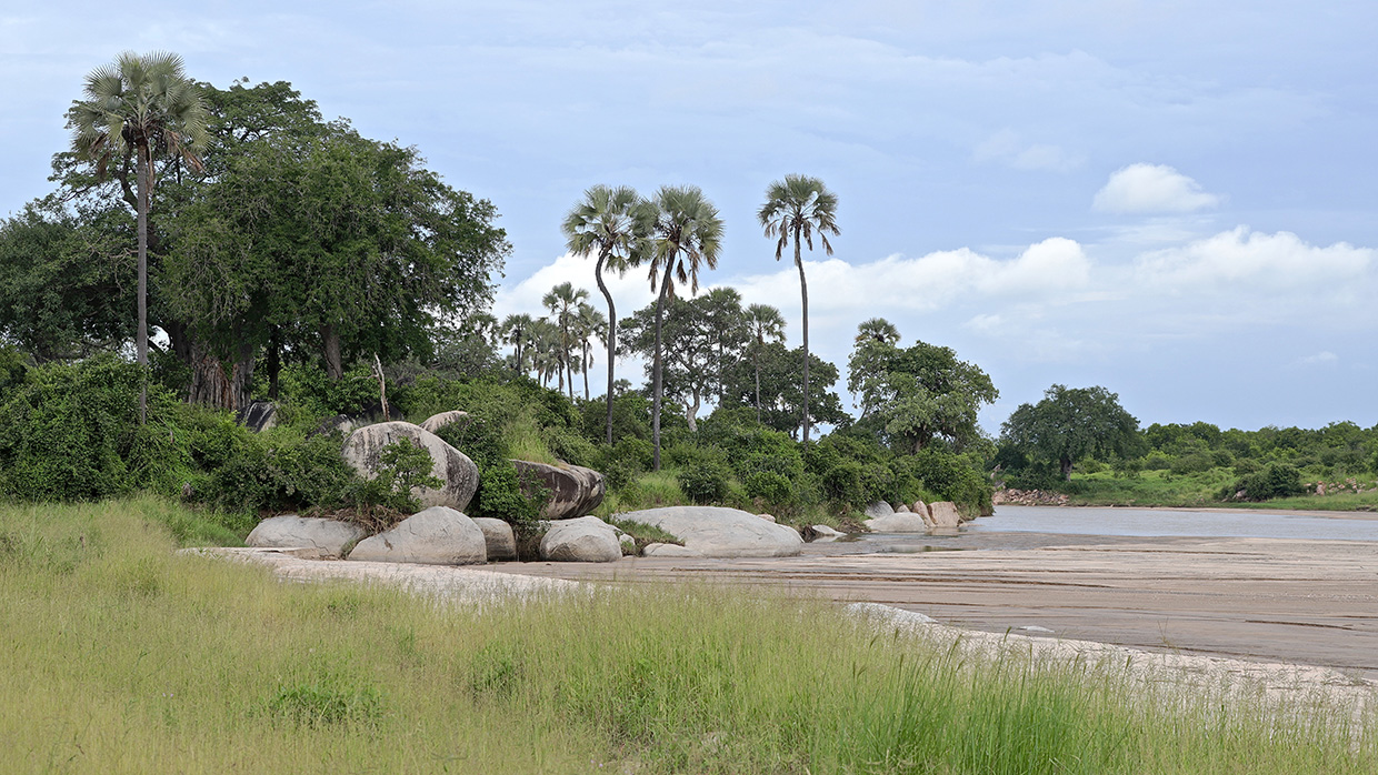 --- SAFARI Photo dans le sud de la TANZANIE - Février 2020 --- - Page 24 Img_4153