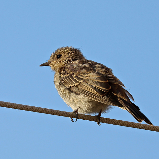 Oiseaux et Nature en Corse . - Page 3 Img_4561