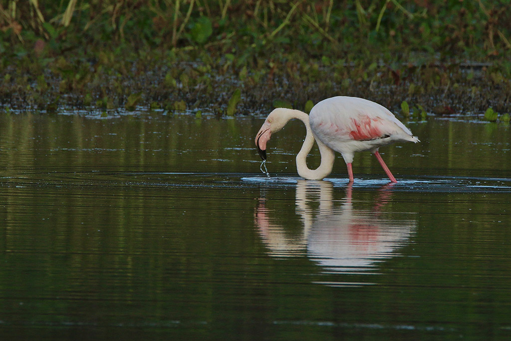 Oiseaux et Nature en Corse . - Page 3 Img_9752