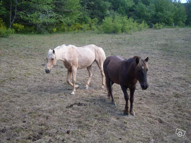 (désactivé) 2 chevaux disparus pres de tallard (05) 10/07/2010 06127010