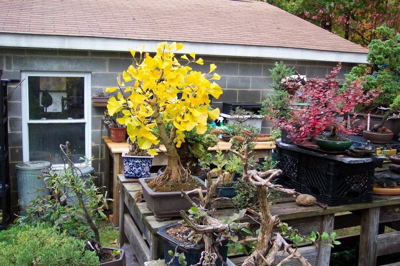 Some Fall color from my benches... 2012-110