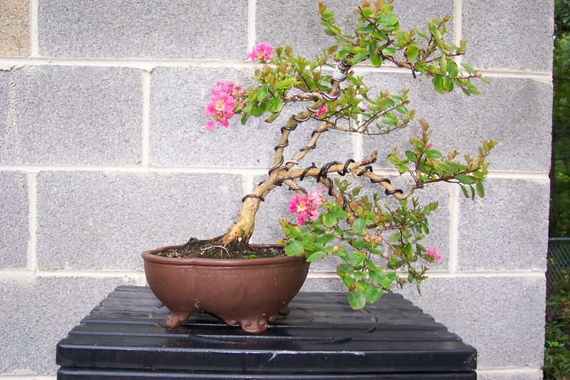 Pocomoke Crape Myrtle Crepe_10