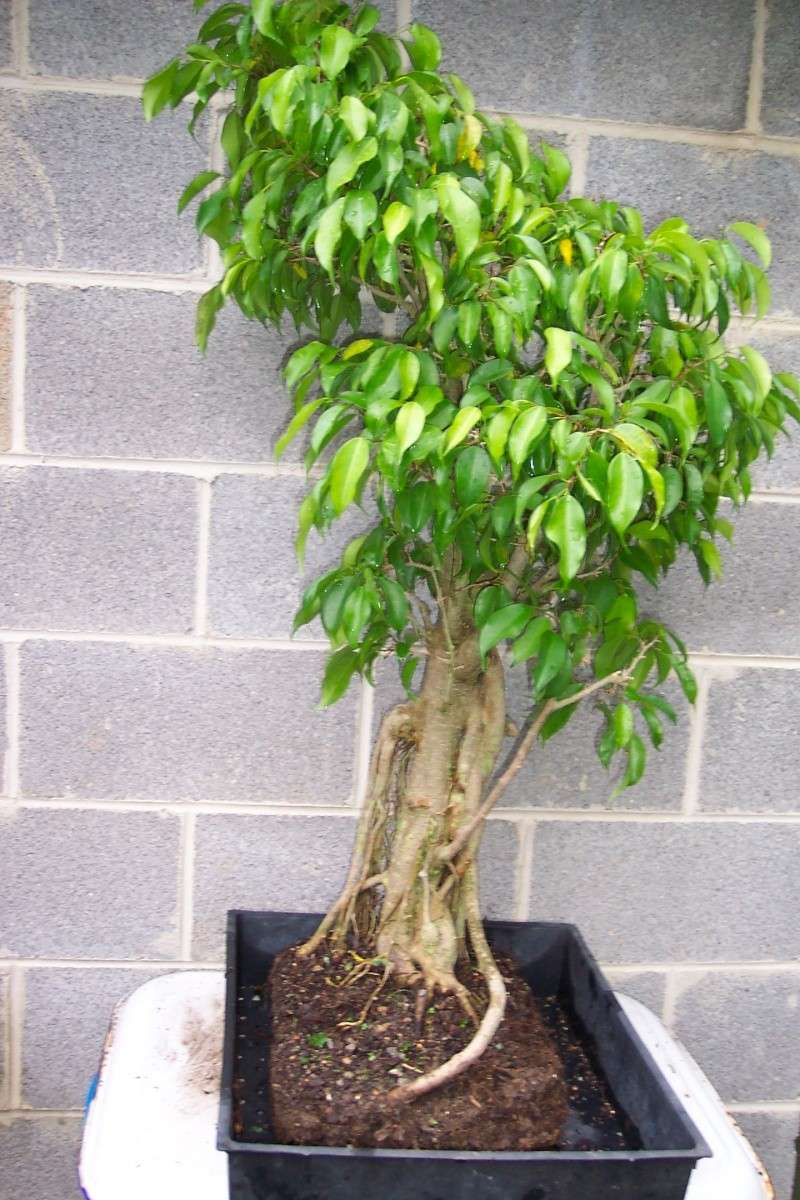 New Ficus! Ficus_10