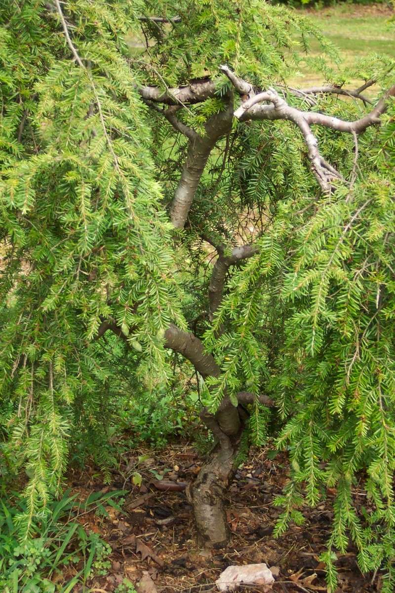  Tsuga canadensis 'pendulata'  Is this worth digging for bonsai or penjing? Figgy_21