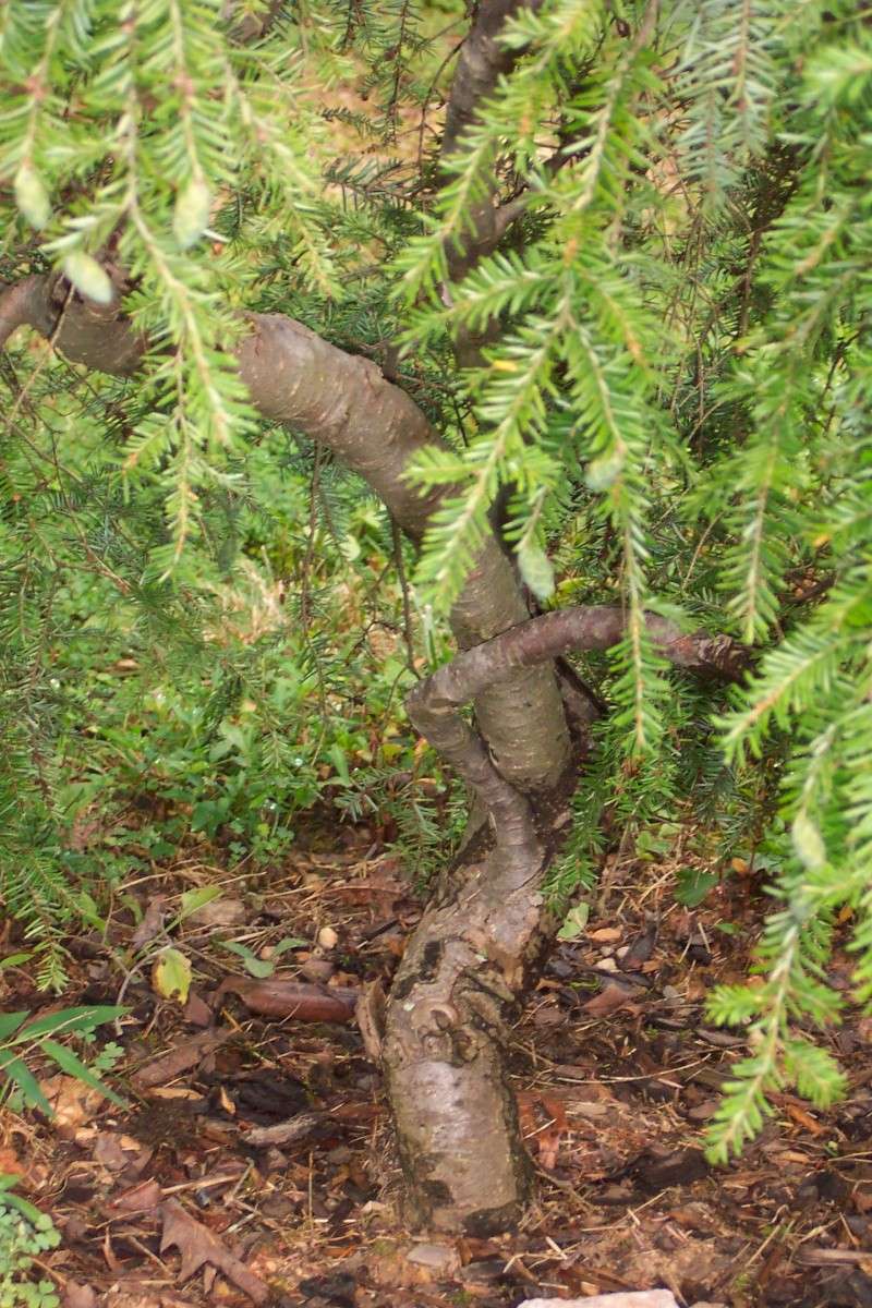  Tsuga canadensis 'pendulata'  Is this worth digging for bonsai or penjing? Figgy_22