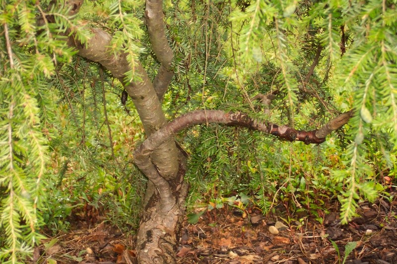  Tsuga canadensis 'pendulata'  Is this worth digging for bonsai or penjing? Figgy_23