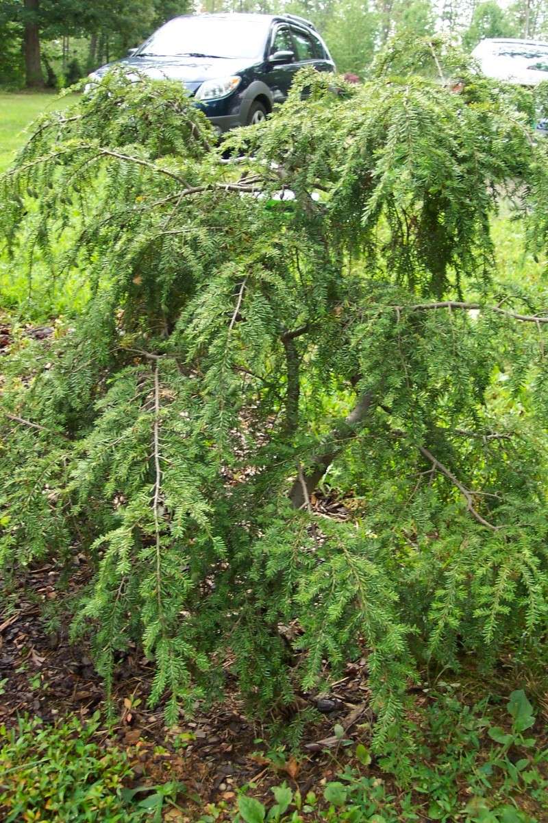  Tsuga canadensis 'pendulata'  Is this worth digging for bonsai or penjing? Figgy_24