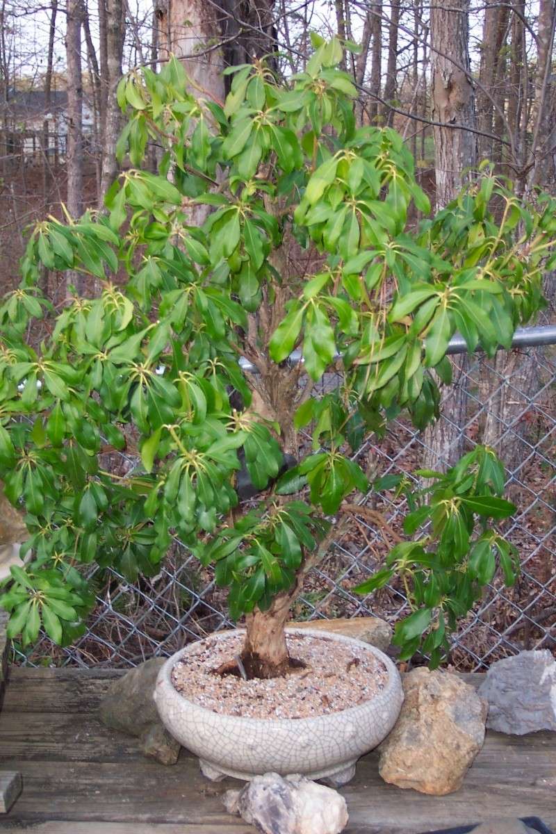 Please help with suggestions for when to prune an old Pieris japonica, aka Andromeda Spring10