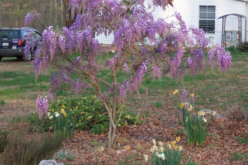 For Todd Ellis (and ofcourse all other IBC friends) my Wisteria Wyster10