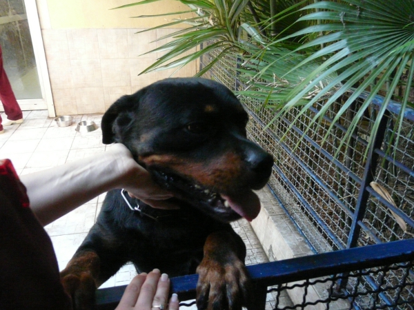 Rott, 3 ans, mâle, Var Cerber10