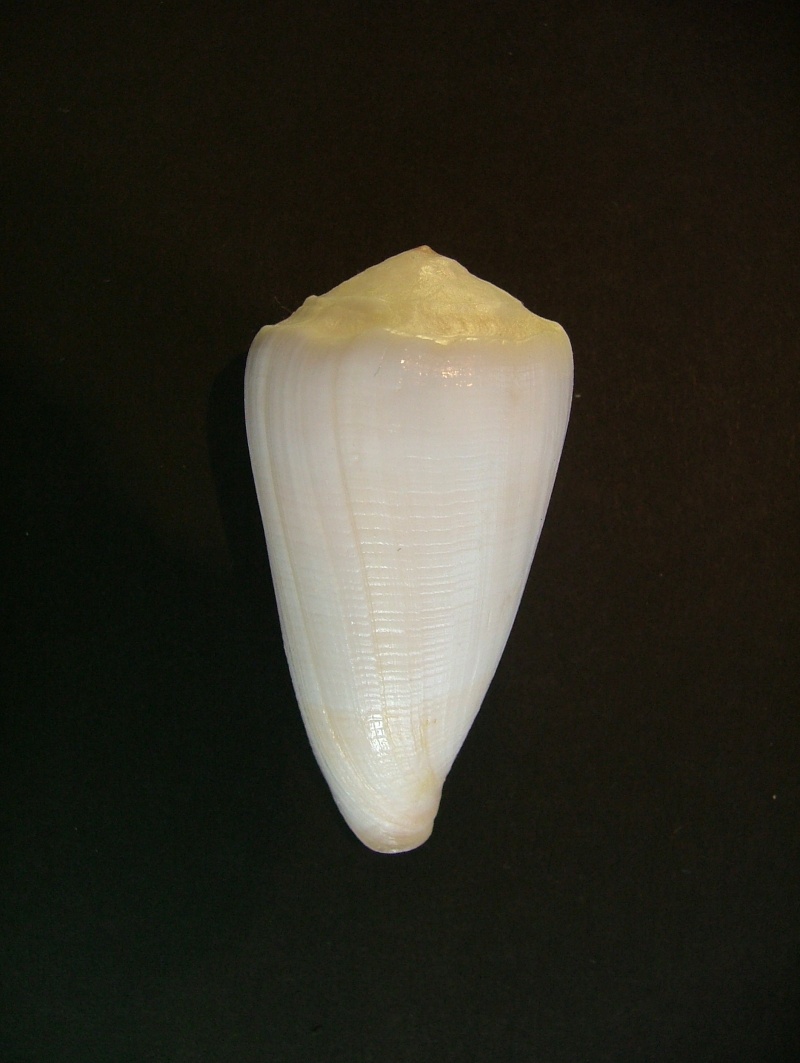 Conus (Conus) marmoreus noumeensis (Sowerby,1870) voir Conus (Conus) marmoreus Linnaeus, 1758 3-1_5910