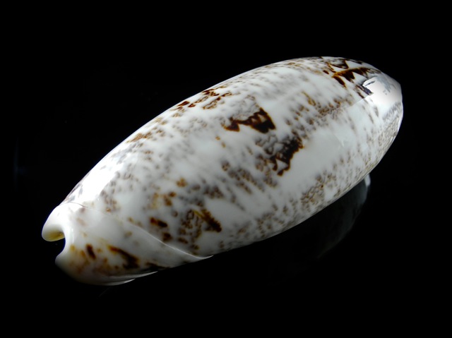 Miniaceoliva sericea  (Röding, 1798) - Worms = Oliva sericea (Röding, 1798) Dscn0121