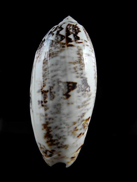 Miniaceoliva sericea  (Röding, 1798) - Worms = Oliva sericea (Röding, 1798) Dscn0122