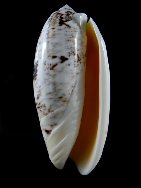 Miniaceoliva sericea  (Röding, 1798) - Worms = Oliva sericea (Röding, 1798) Dscn0123