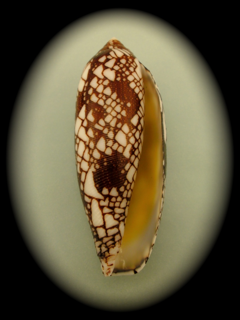 Conus (Darioconus) aulicus   Linnaeus, 1758 Pict0032