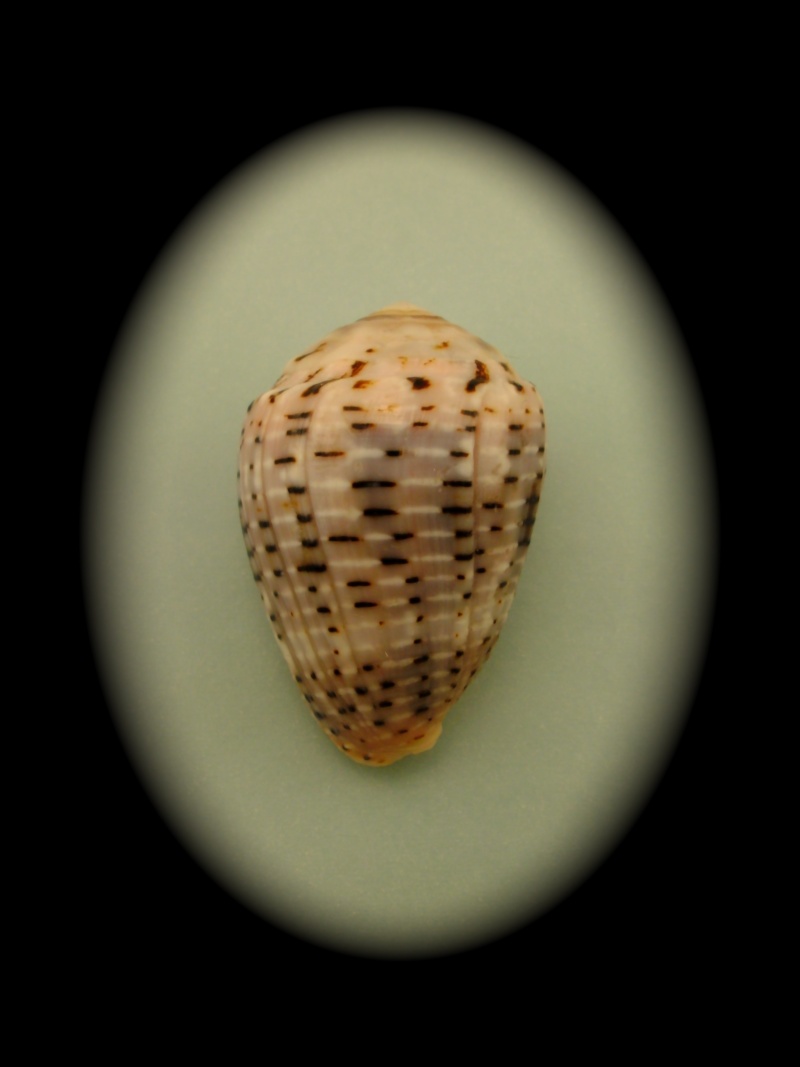 Conus (Virroconus) coronatus Gmelin, 1791 Pict0035