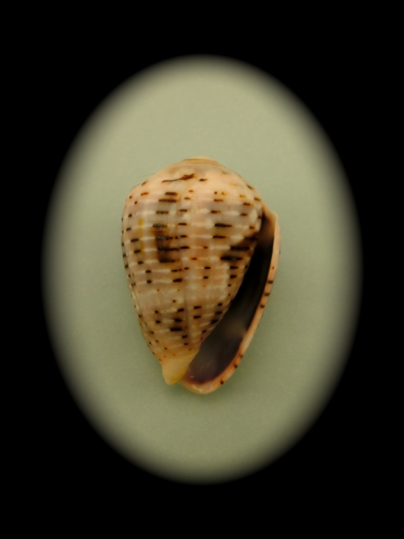 Conus (Virroconus) coronatus Gmelin, 1791 Pict0036