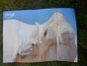 Posters de chevaux de toutes races  2110